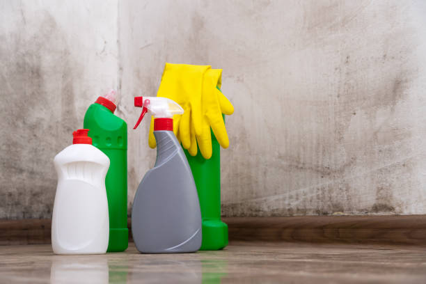 Mold Odor Removal Services in Neptune City, NJ